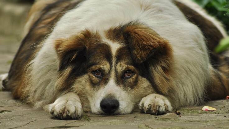 Afecciones por sedentarismo en mascotas