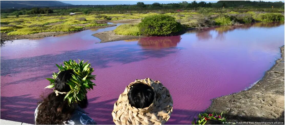 Las autoridades de Hawai están investigando por qué el estanque se tiñó de rosa, pero hay indicios de que la sequía puede ser la culpable.Imagen: Matthew Thayer/The Maui News/AP/picture alliance