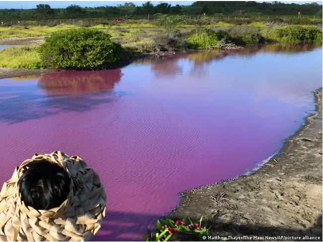Las autoridades de Hawai están investigando por qué el estanque se tiñó de rosa, pero hay indicios de que la sequía puede ser la culpable.Imagen: Matthew Thayer/The Maui News/AP/picture alliance