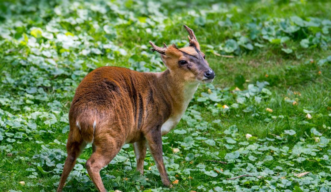 Animales exóticos consumidos como manjares en Asia. Foto: Getty