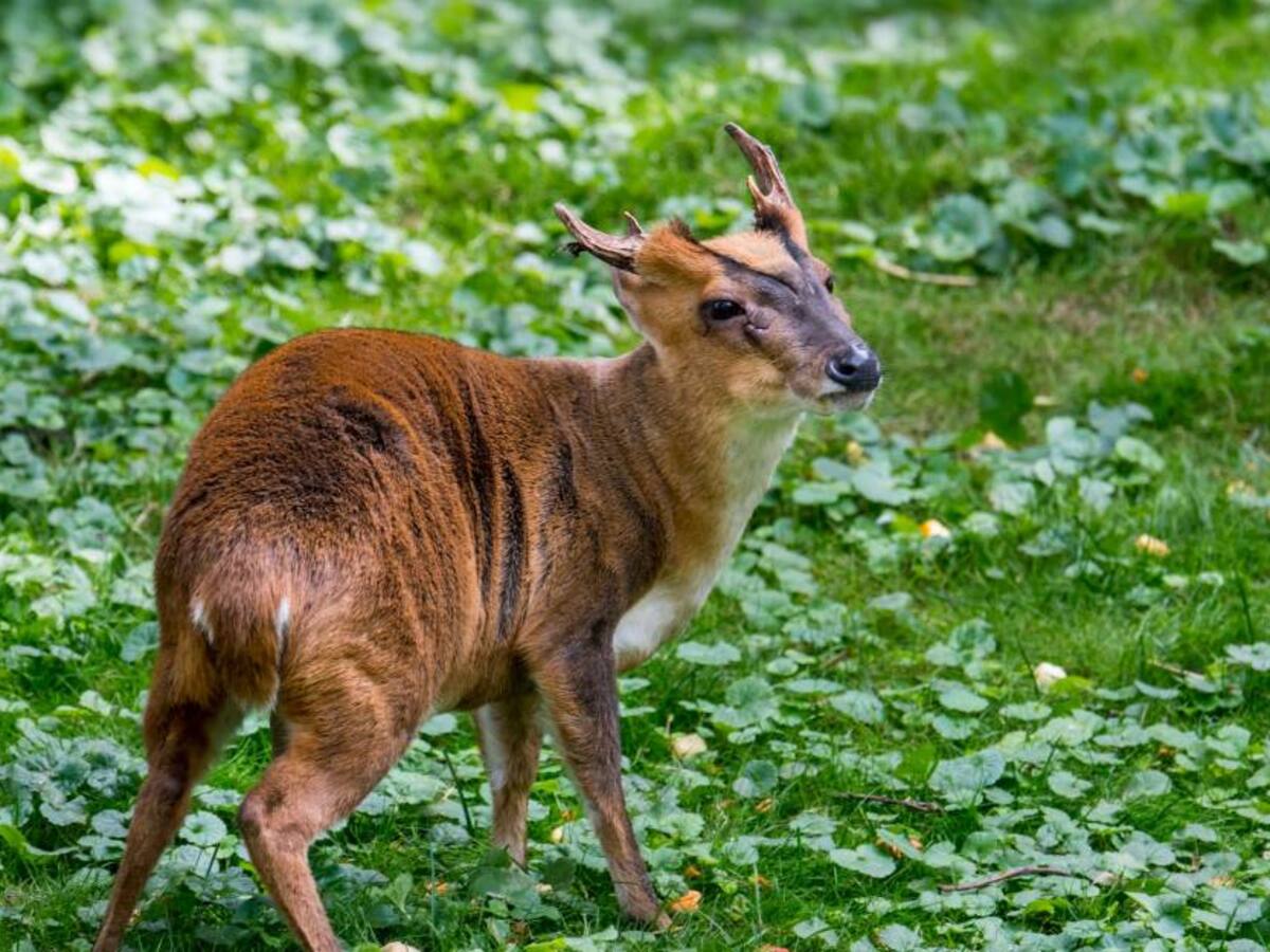 Detectan 65 virus desconocidos en animales que se consumen en Asia