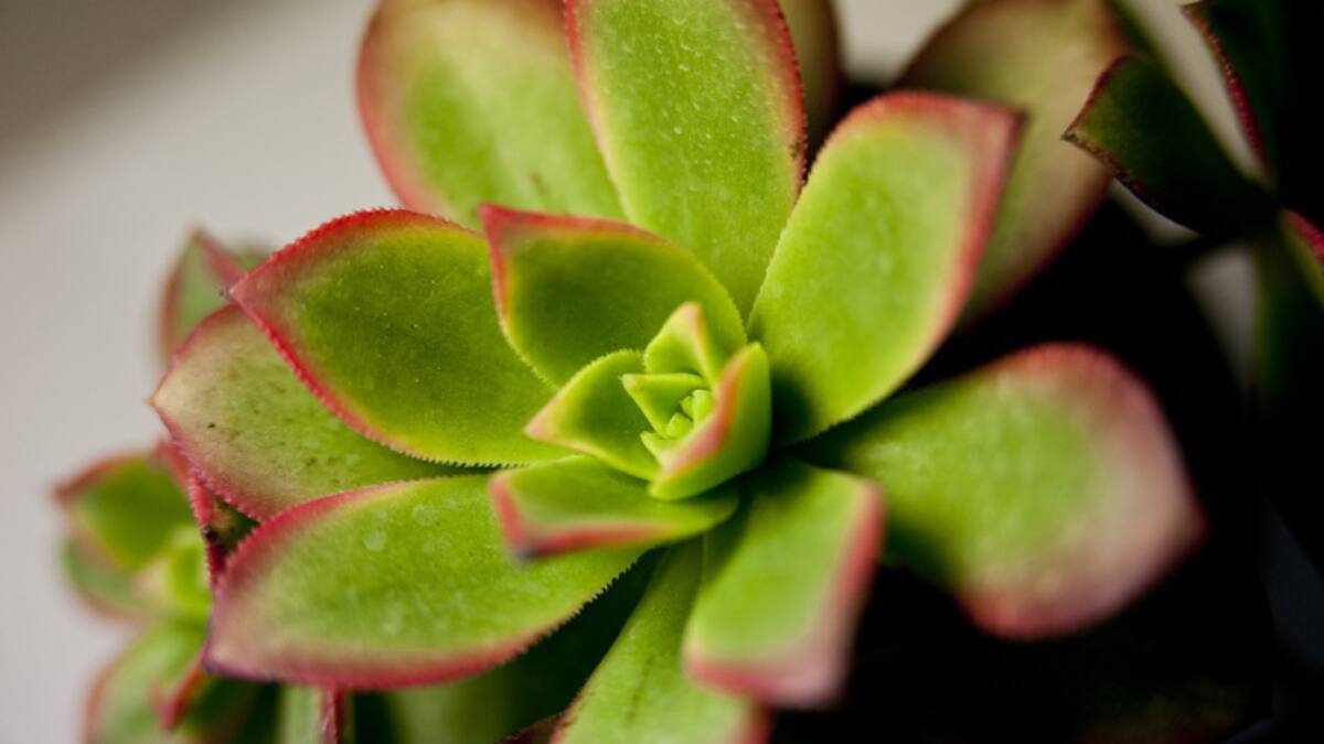 ¿Qué relación hay entre las plantas y la personalidad?