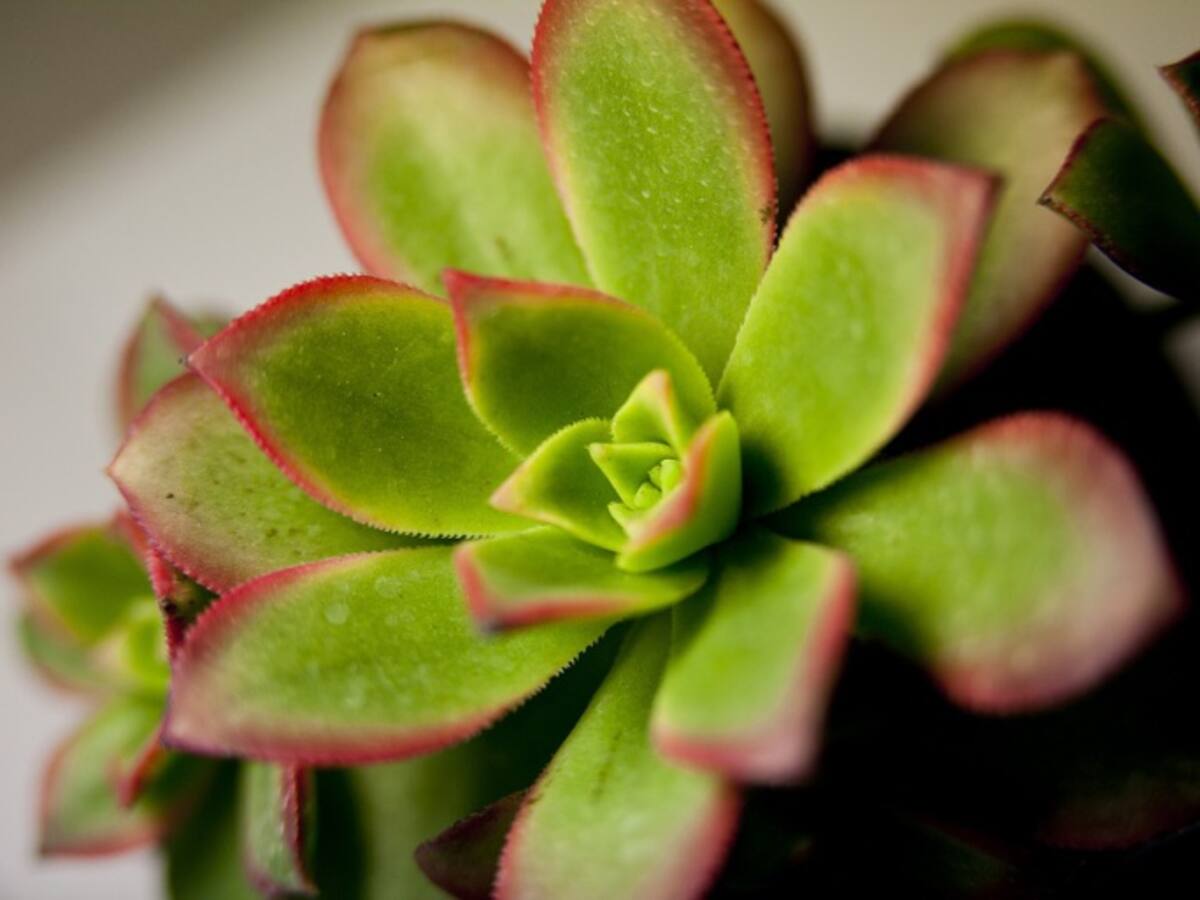 ¿Qué relación hay entre las plantas y la personalidad?