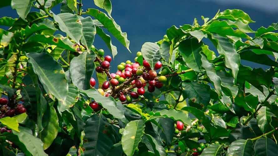 Gobierno lanza plan de choque para renovar 26 mil hectáreas de café. Foto: Colprensa