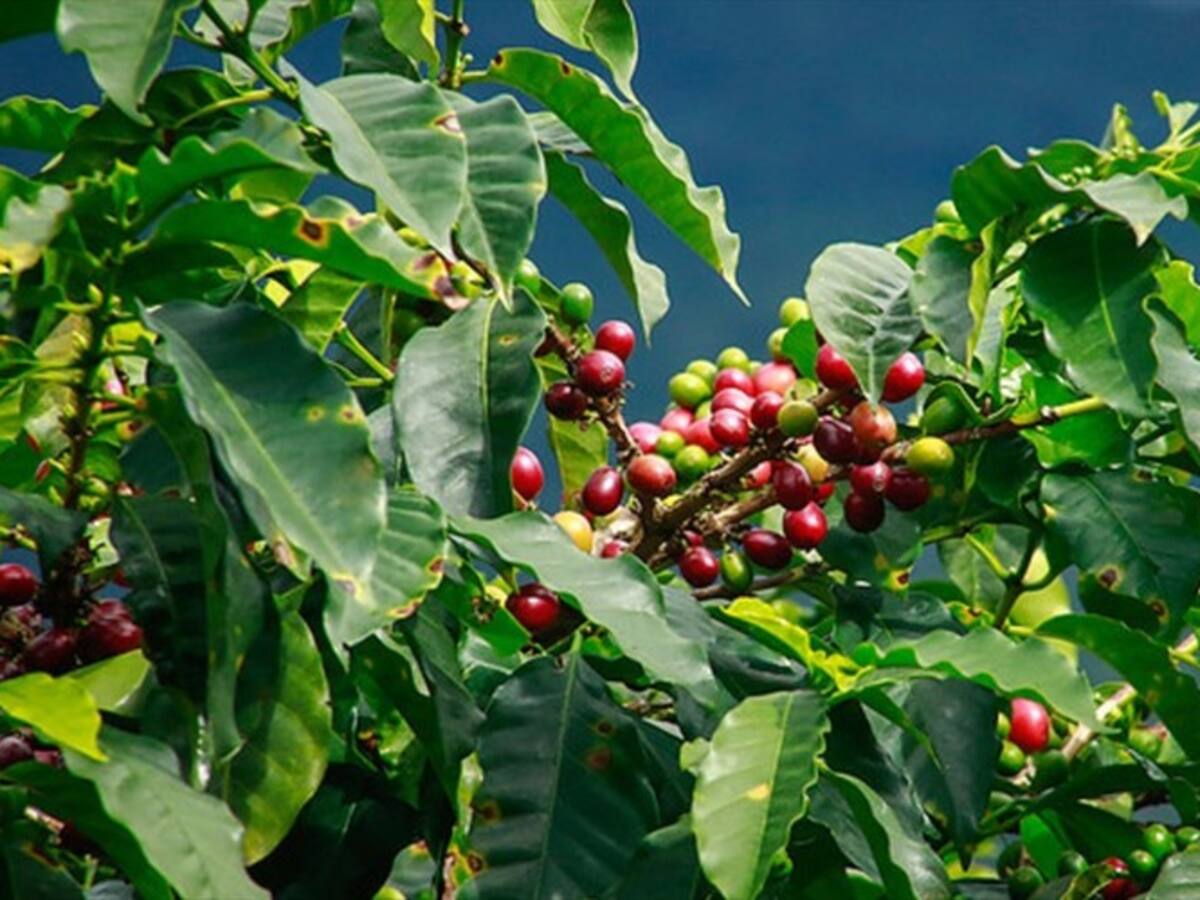 Gobierno lanza plan de choque para renovar 26 mil hectáreas de café