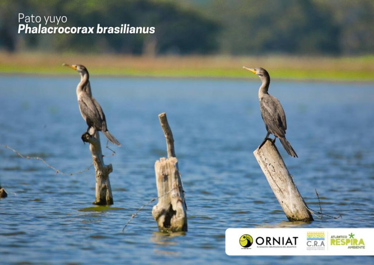 Atlántico vivió la jornada del Global Big Day, iniciativa mundial que a través del avistamiento, se identifican y dan a conocer el registro de aves con el que cuenta un territorio. En el marco de la expedición de Viaje al Corazón del Caribe de Caracol Radio y la Armada de Colombia, destacamos esta iniciativa que la Corporación Regional Autónoma del Atlántico, CRA y la Fundación ORNIAT de Atlántico, lideraron en el departamento, considerado un escenario de diversas especies de aves, tanto nativas como extranjeras que llegan hasta el Atlántico, atraídas por ecosistemas como el de la Ciénaga de Mallorquín y la vía Parque Isla Salamanca.