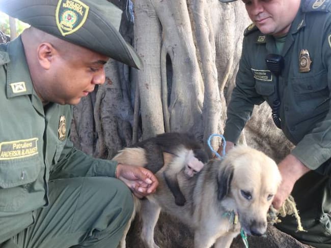 Rescatan a mono cariblanco criado por una perra en Cartagena