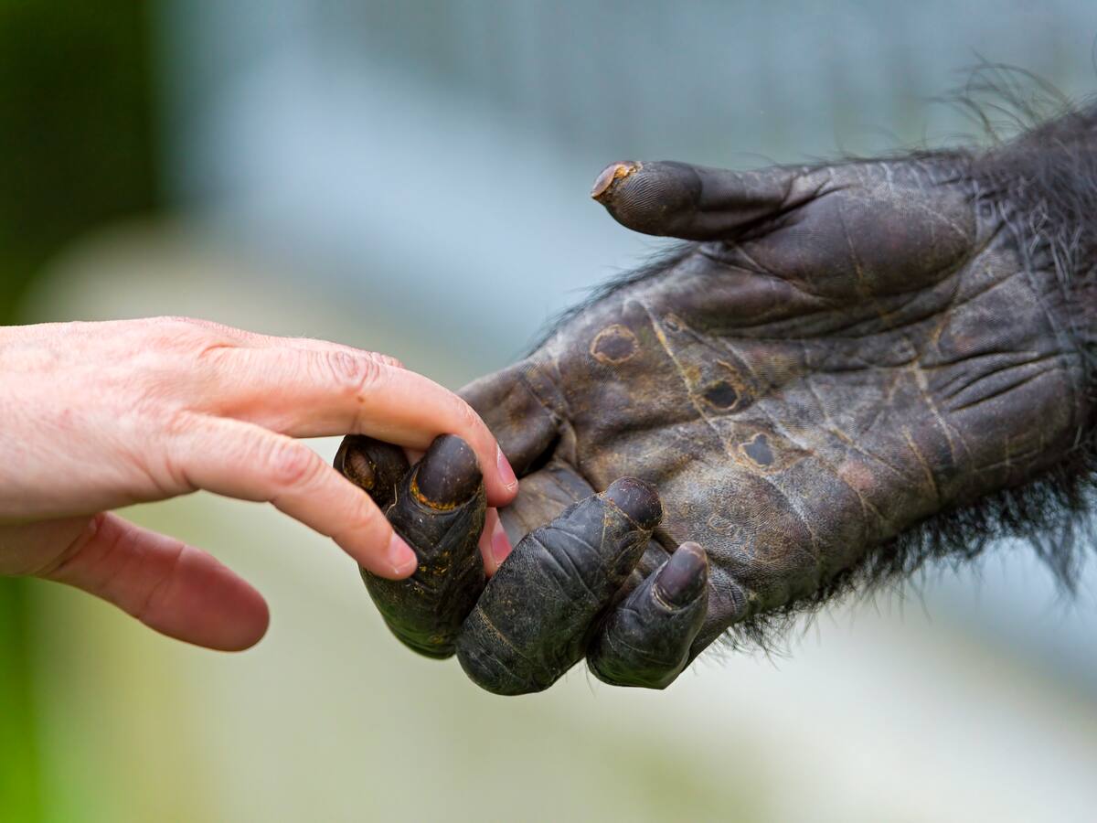 ¿Por qué quemamos más calorías que otros primates? Significado para la salud, según expertos Harvard