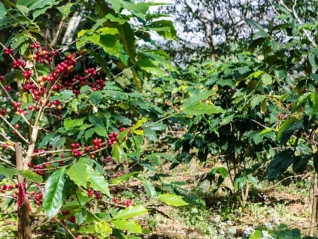 Cultivos de coca desplazan las siembras de café en Norte de Santander