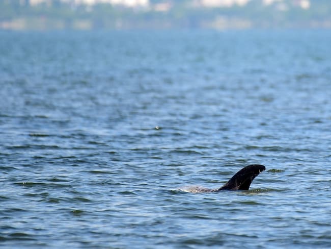Hallan muerta delfín de casi tres metros en las playas de Tolú