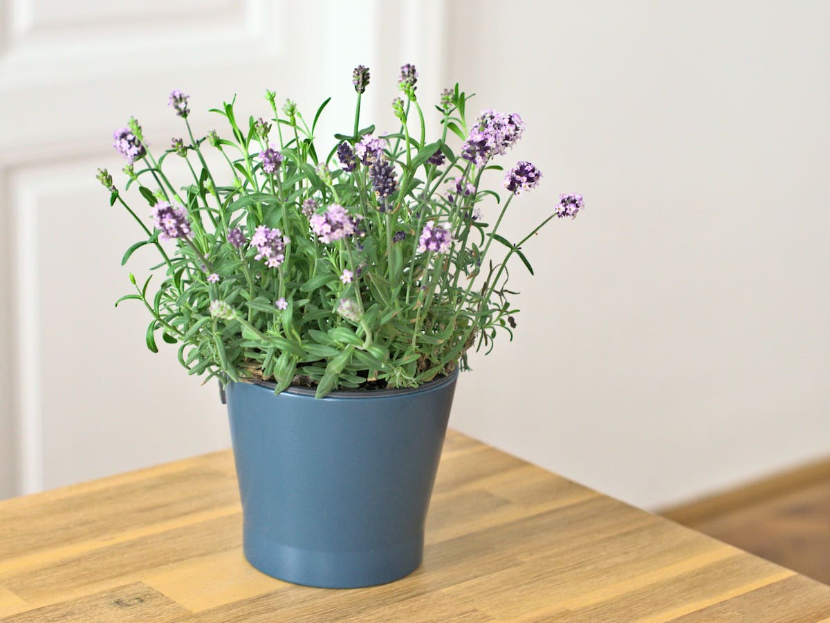 Feng Shui: en dónde debe poner la planta de Lavanda para alejar la mala energía