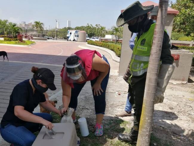 Cinco gatos abandonados fueron rescatados por la Policía en Cartagena