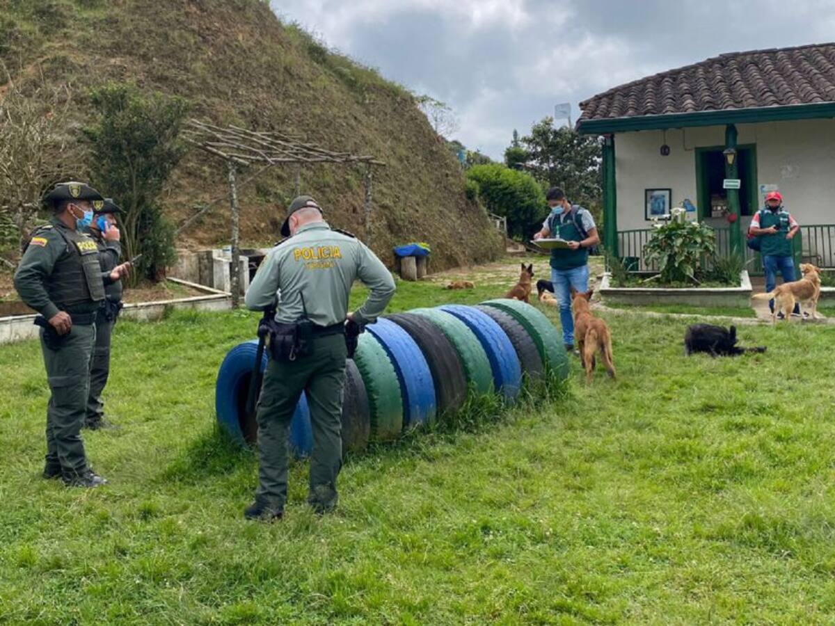 Autoridades recuperaron 150 perros con signos de desnutrición en Antioquia