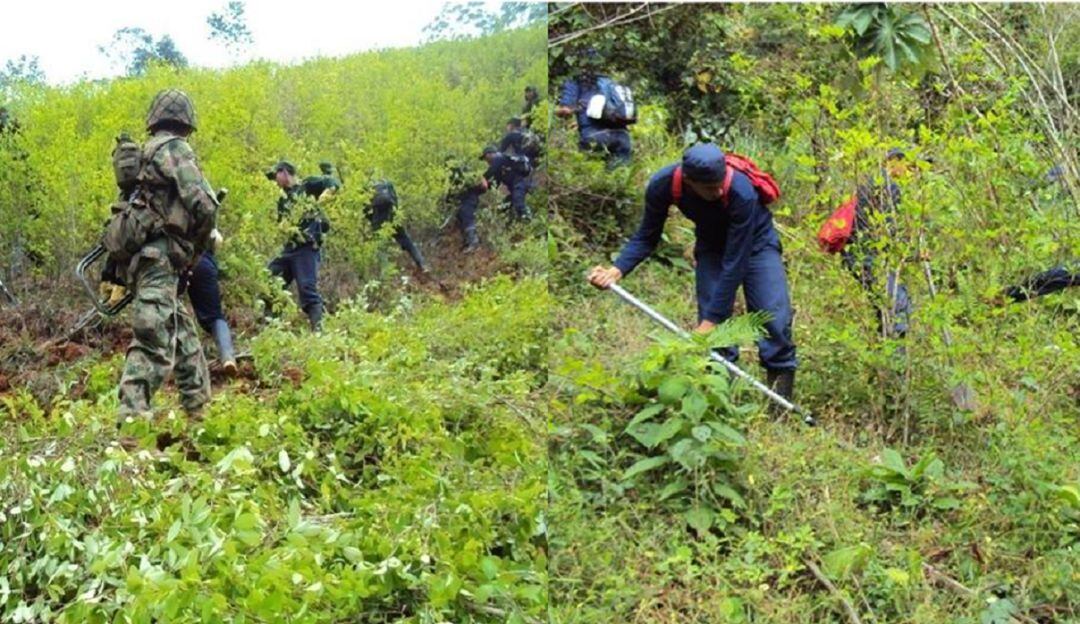 Erradicación de cultivos ilícitos en Caldas