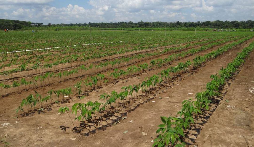 Plantación de caucho