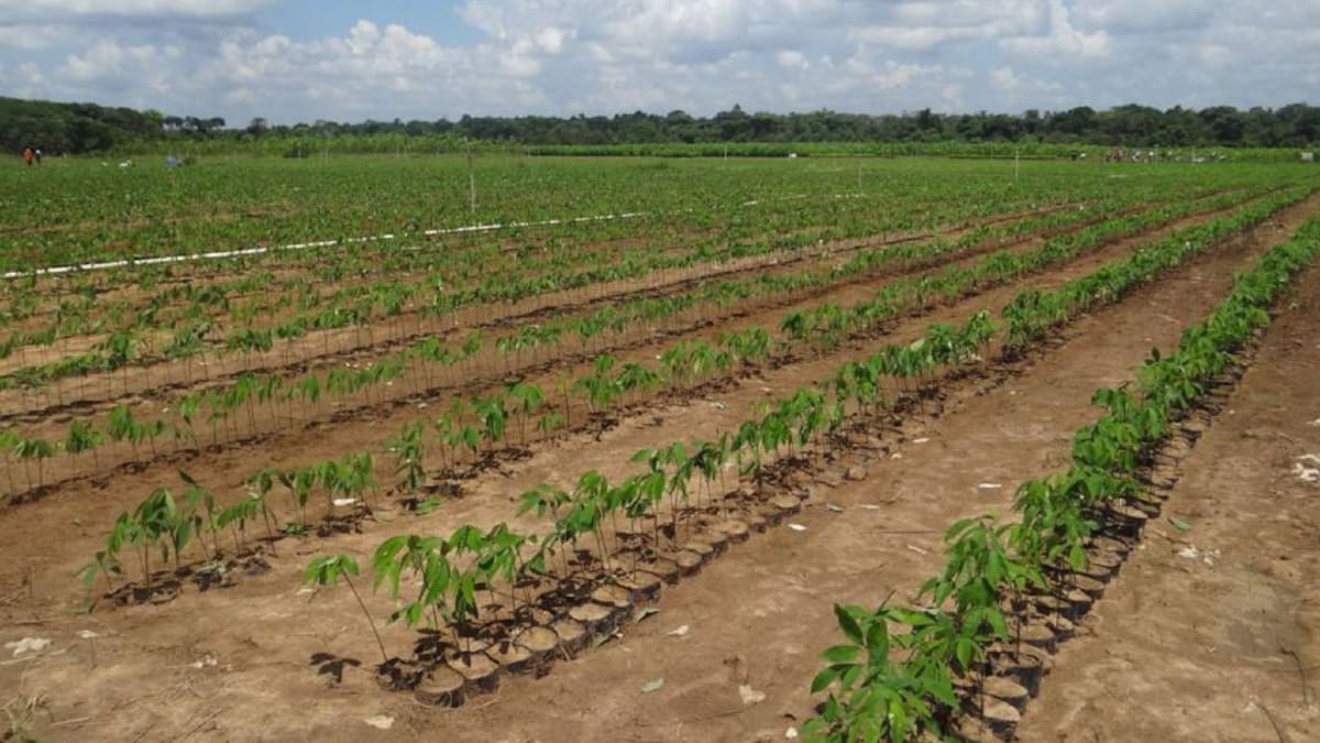 Gobierno cerró el convenio para aumentar precio a cultivadores de caucho