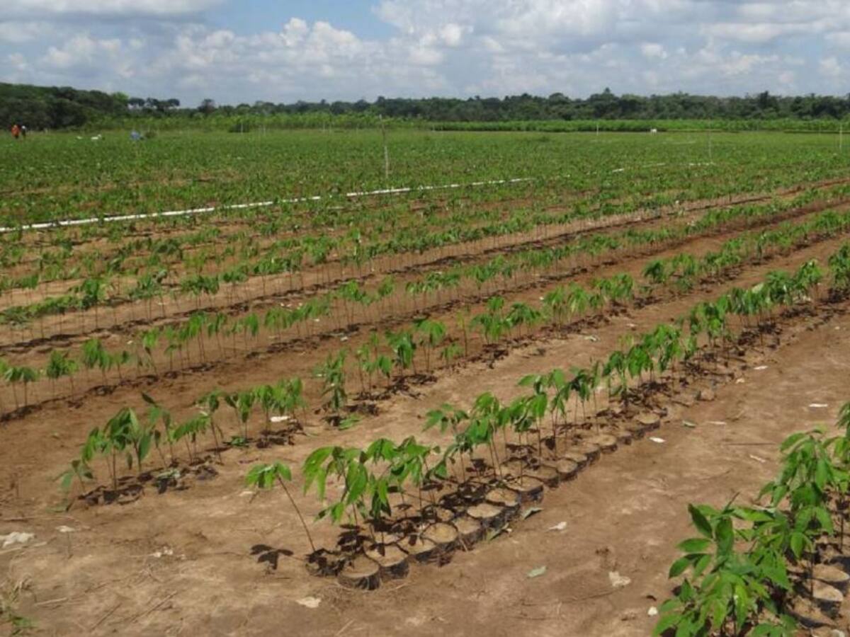 Gobierno cerró el convenio para aumentar precio a cultivadores de caucho