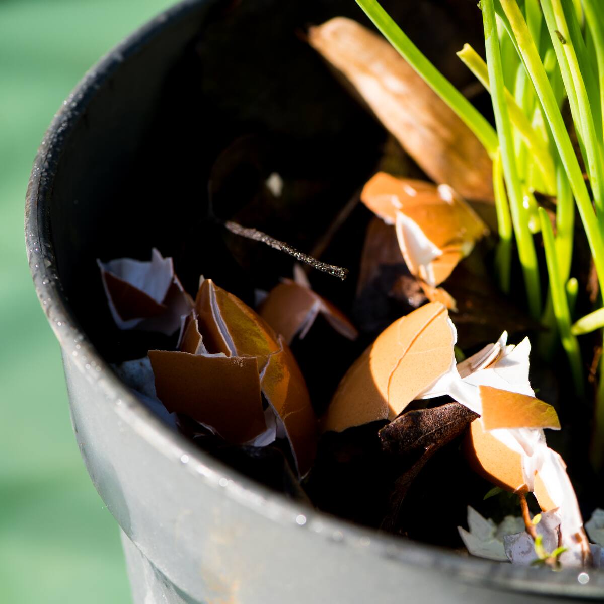 ¿Qué hace la cáscara de huevo a las plantas? Así debe aplicar este poderoso fertilizante
