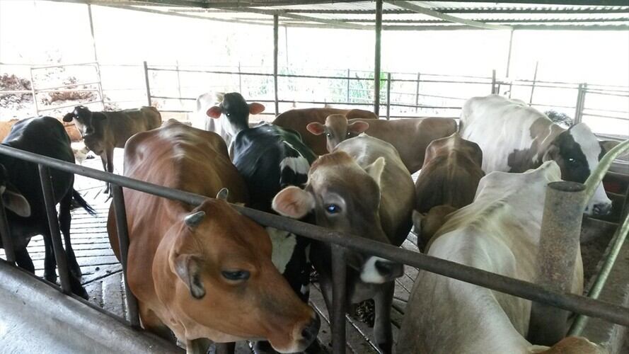 Friogan y su junta son los responsables de cumplir con todos los parámetros para llevar a cabo la capitalización y el pago de las deudas.. Foto: Colprensa