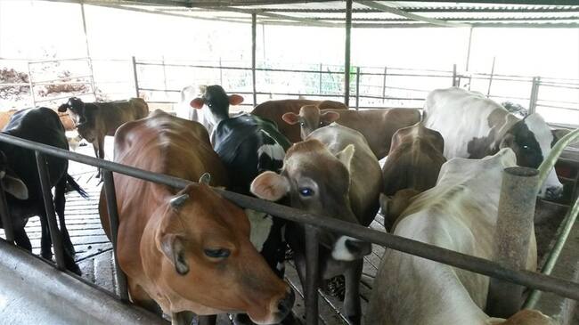 Friogan y su junta son los responsables de cumplir con todos los parámetros para llevar a cabo la capitalización y el pago de las deudas.. Foto: Colprensa