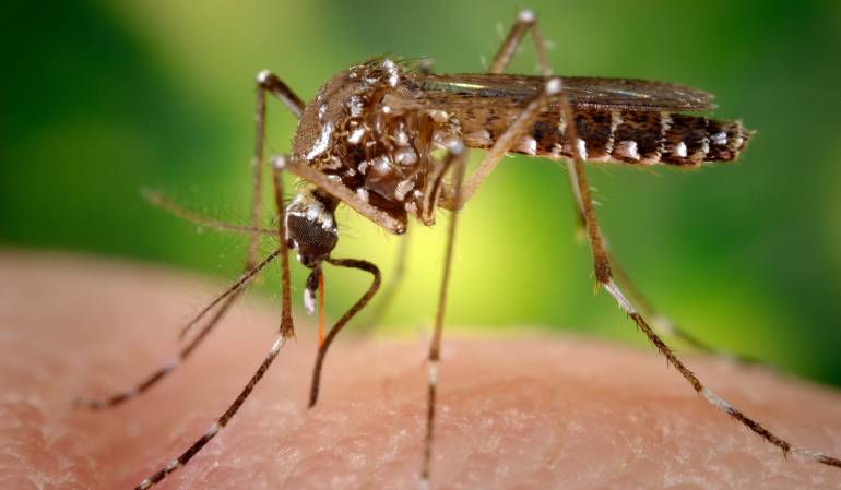 El Aedes aegypti, el transmisor del virus del Zika. Se reconoce por sus frajas blancas.