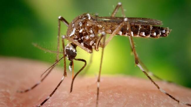 El Aedes aegypti, el transmisor del virus del Zika. Se reconoce por sus frajas blancas.