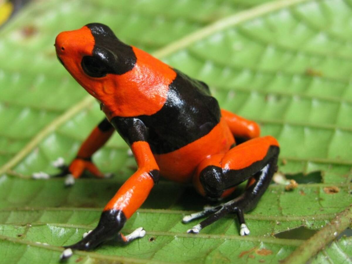 Colombiano se dedica a la preservación de la rana venenosa de Lehmann