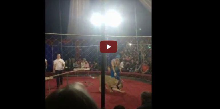 ¡Aterrador! León ataca a niña en un show de circo