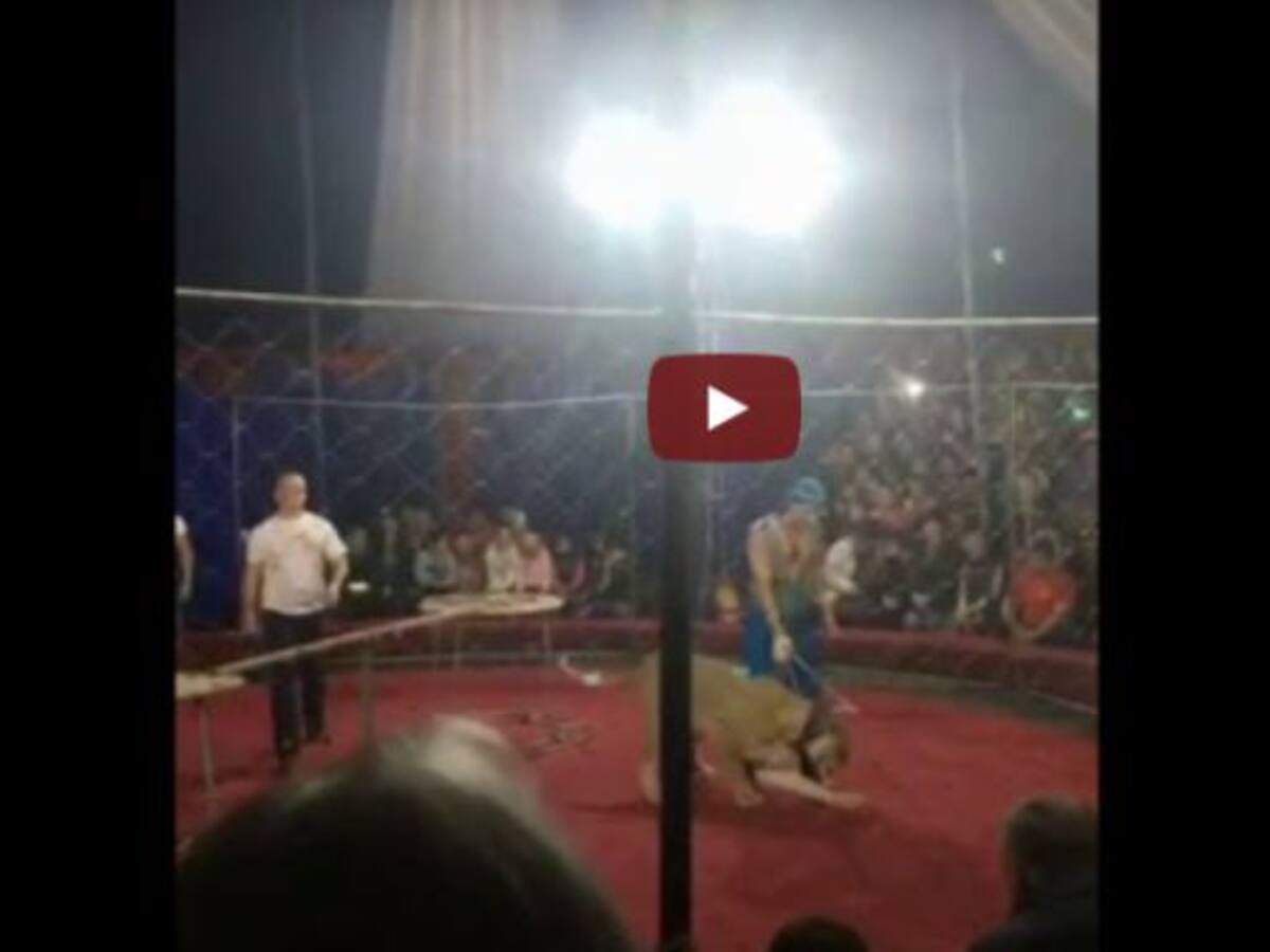¡Aterrador! León ataca a niña en un show de circo