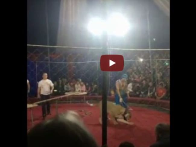 ¡Aterrador! León ataca a niña en un show de circo