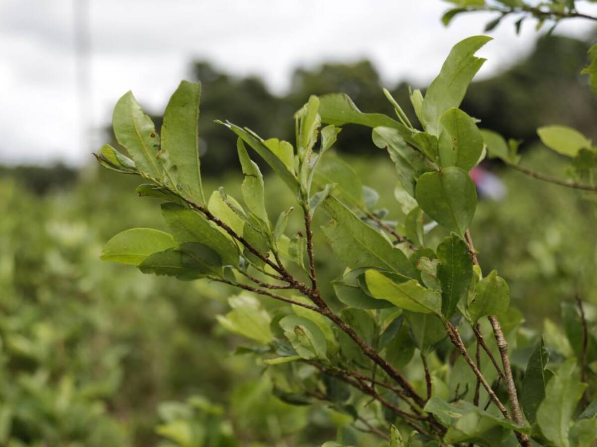 Se suspendió erradicación manual de cultivos ilícitos en Norte de Santander