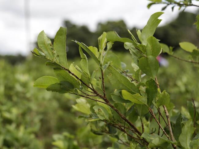 Se suspendió la erradicación manual de cultivos ilícitos en Norte de Santander
