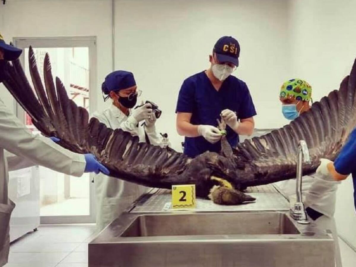 Murió otro cóndor con signos de envenenamiento en Santander