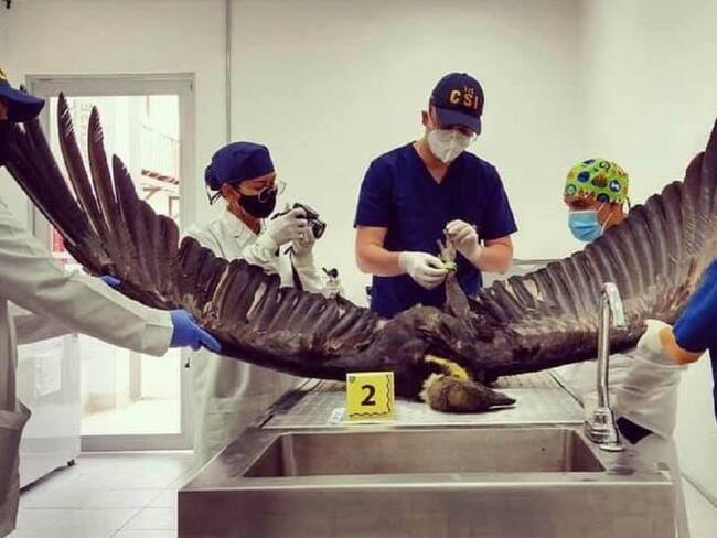 Hallaron otro cóndor con signos de envenenamiento en Santander