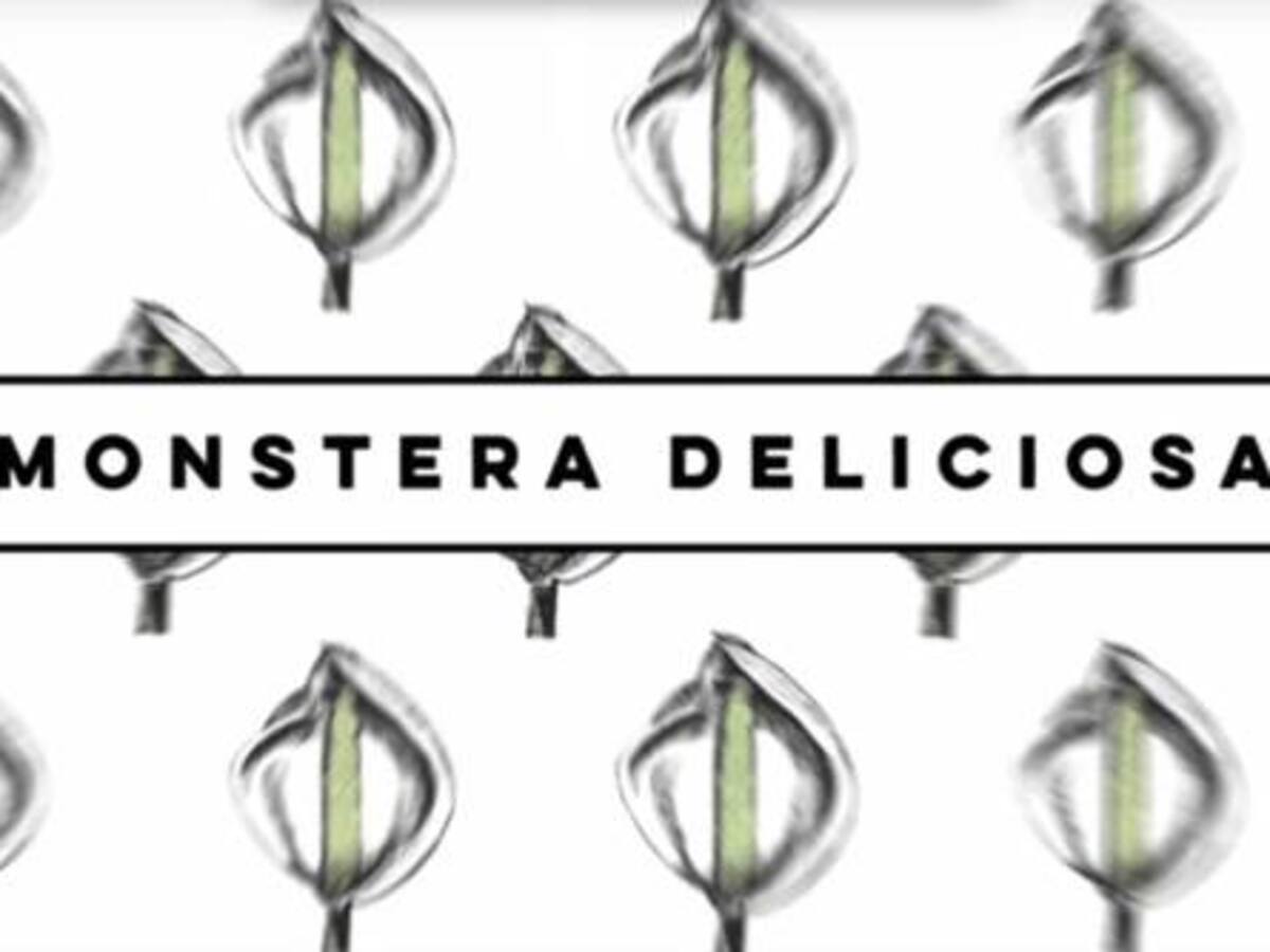 Comidas raras: monstera deliciosa de Guatemala