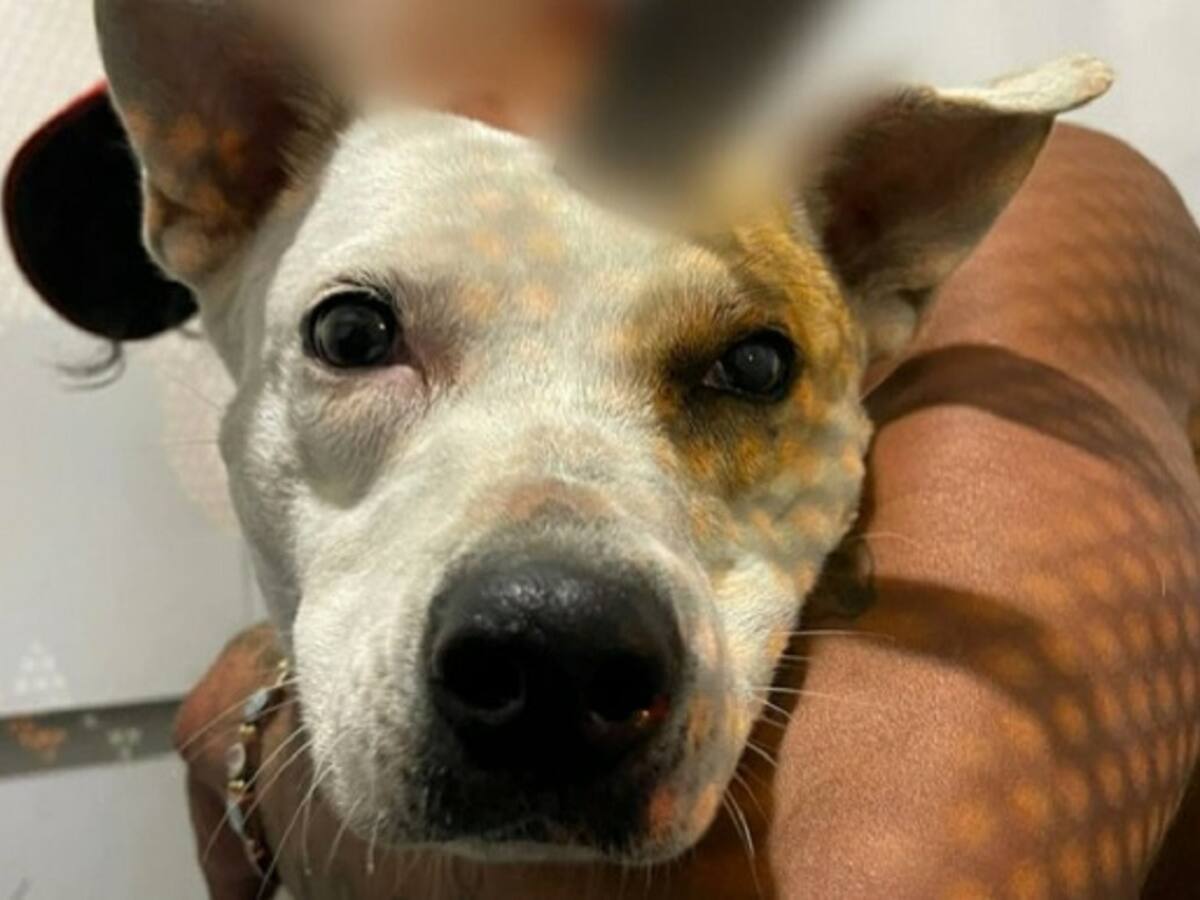 A un perro le incrustaron un cuchillo en su cabeza en medio de una riña en Manizales