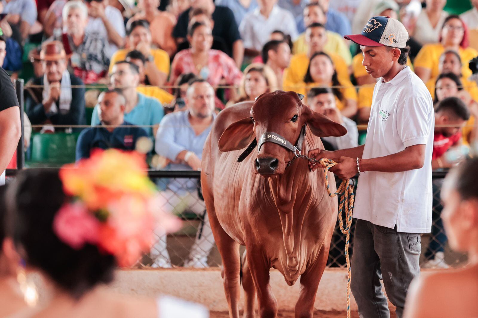 Concursos de ganado bovino en la Feria Nacional de la Ganadería.