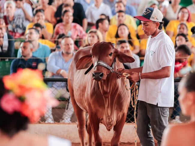 Concursos de ganado bovino en la Feria Nacional de la Ganadería.