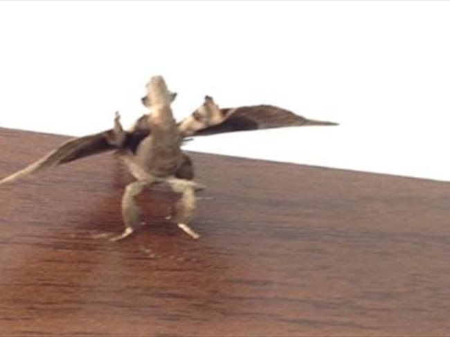 Un animal que parece un diminuto dinosaurio conmociona al Eje Cafetero