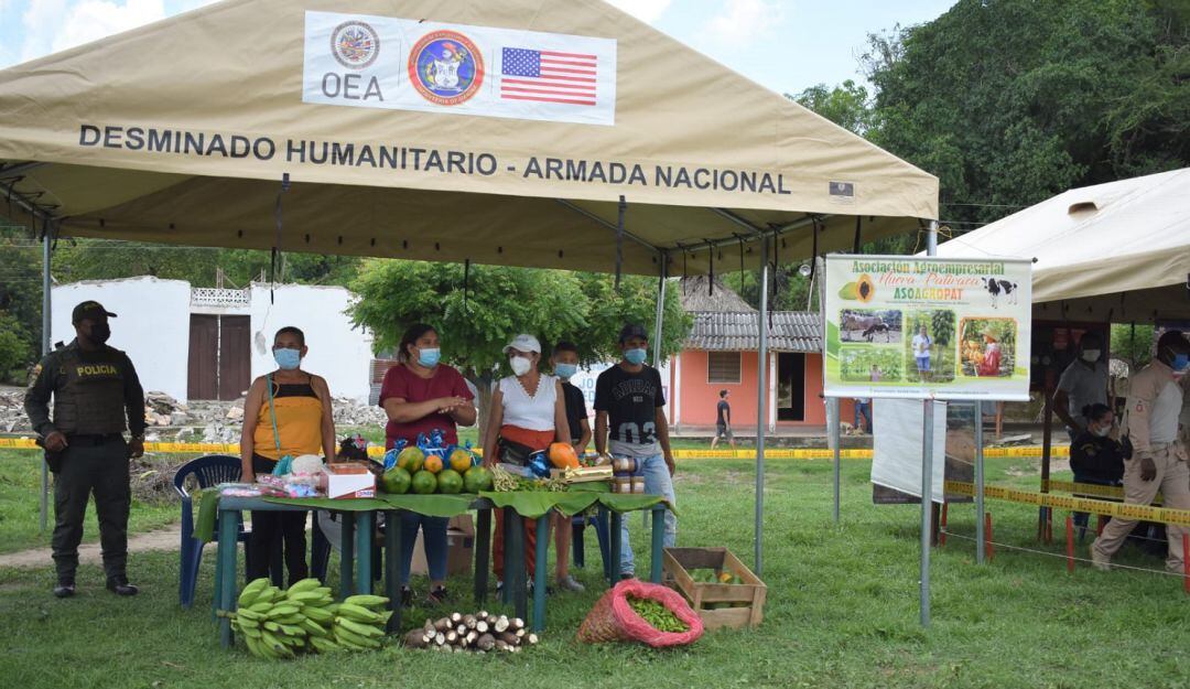Cultivos de ñame, yuca y aguacate, benefician de forma directa a 800 personas en zonas que anteriormente estaban invadidas por minas