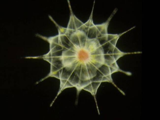 Algunas amebas practican una agricultura rudimentaria