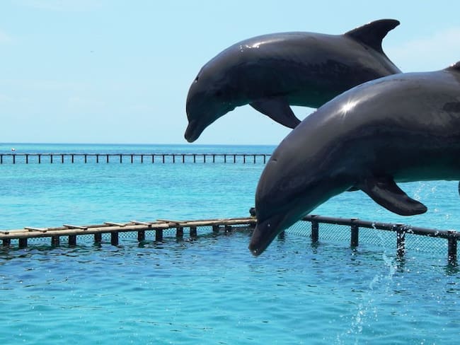 Dos delfines nacieron en un mismo mes en las Islas del Rosario