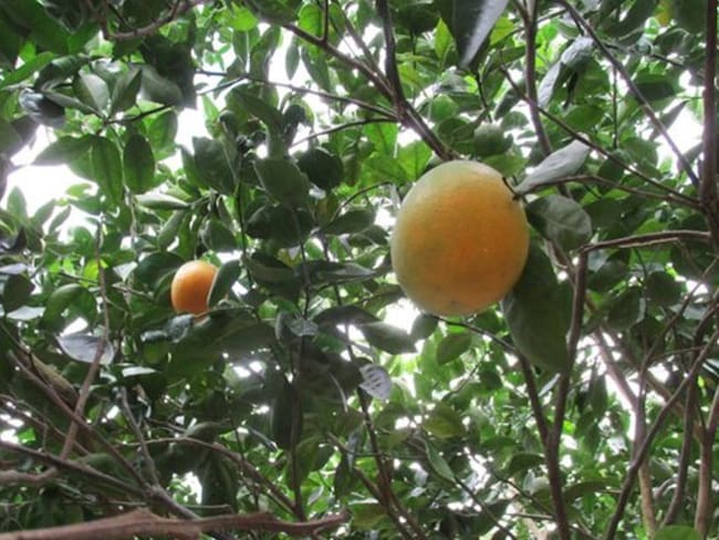 Plaga destruye la producción de limones en Atlántico