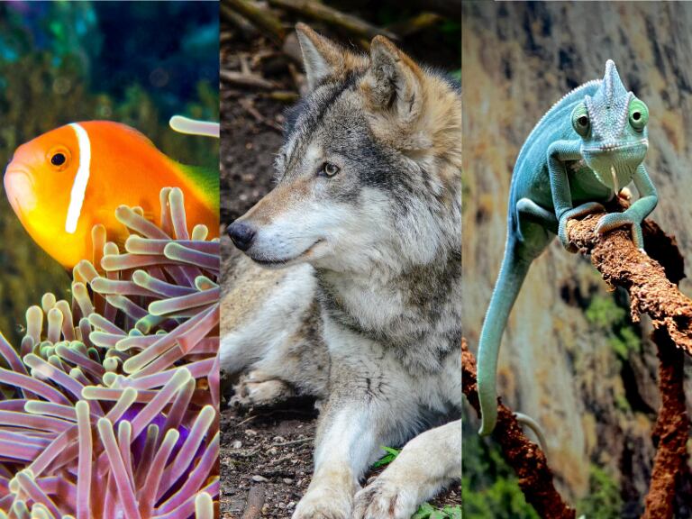 Un pez, un lobo y un camaleón (Fotos vía Getty Images)