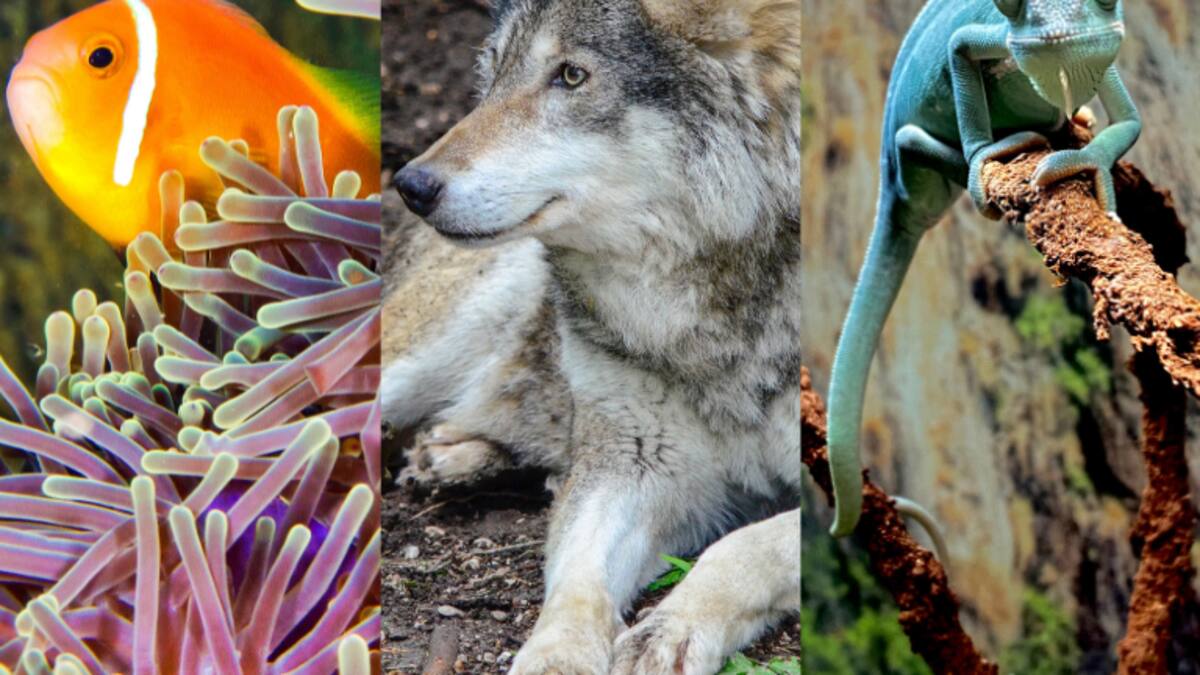 Animal del espíritu de cada signo, según el horóscopo negro: el lobo es el más nocturno