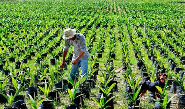 Cultivos de palma de aceite
