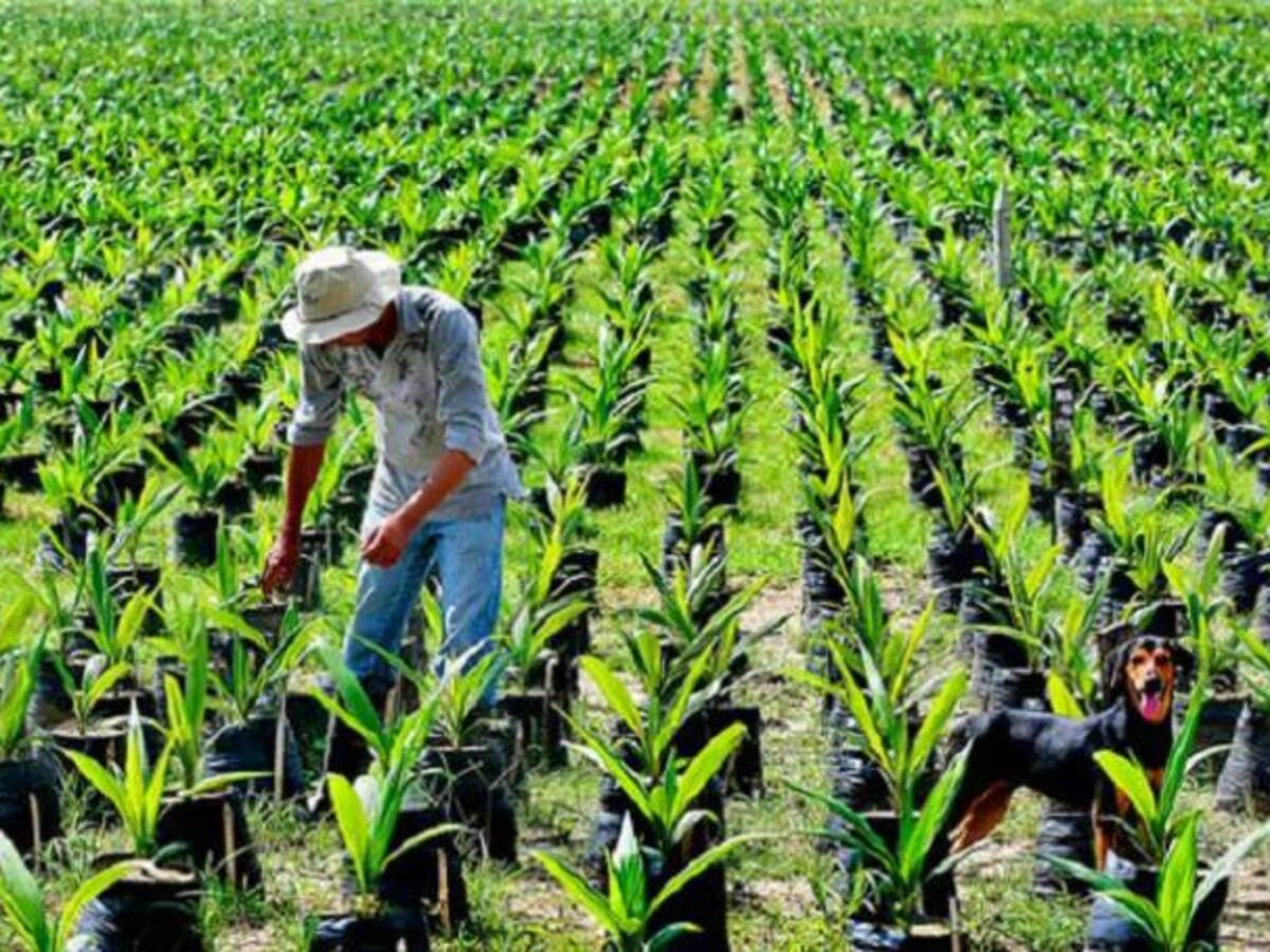 Palmicultores de Colombia reportan baja en producción de aceites