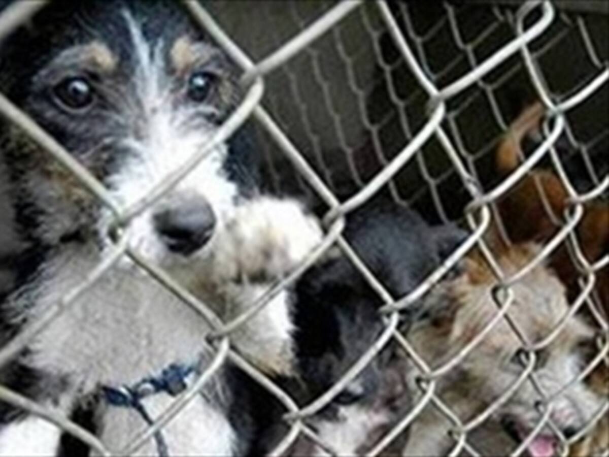 Procuraduría pide al Gobierno fomentar cultura del buen trato animal