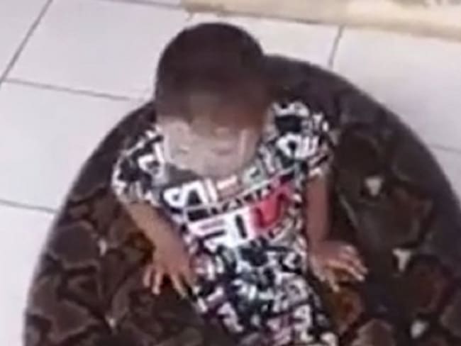 ¡Impresionante! Niño juega con serpiente pitón en su casa