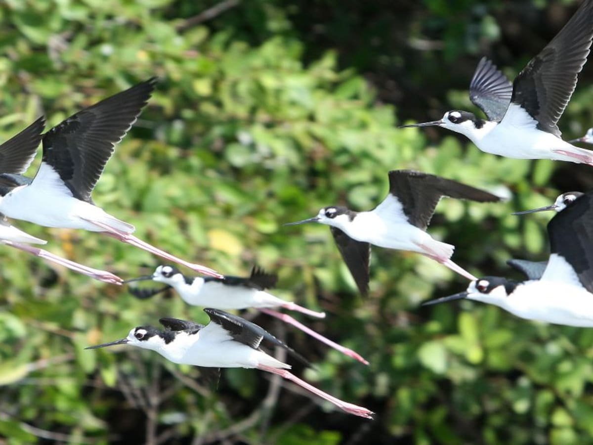 Global Big Day: El plan para el avistamiento en casa